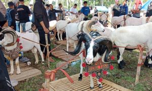 Ratusan Domba Adu Kasep Hingga Otot di Pesta Patok