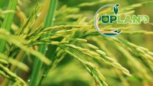 UPLAND Project di Kabupaten Tasikmalaya, Upaya Raih Kembali Kejayaan Padi Organik