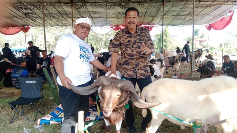 Pesta Patok 2025, Dedi Mulyadi Bawa Domba Langganan Juara