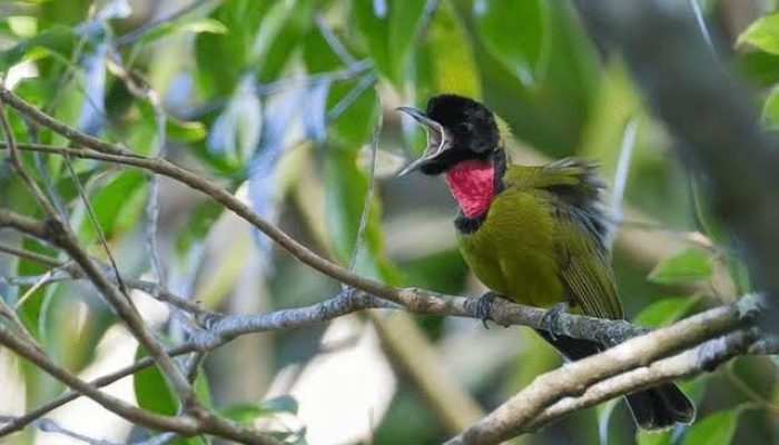 Suara Merdu Penjaga Hutan Leluhur, Samyong Membawa Pesan Dari Alam