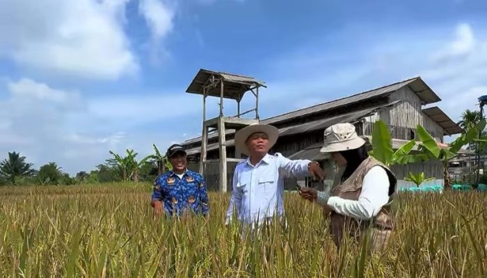 Produksi Pangan Organik dan Upaya Menjaga Kualitas Lingkungan